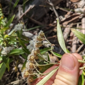 Ozothamnus stirlingii at Cotter River, ACT - 27 Jan 2022 11:18 AM