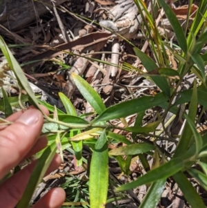 Ozothamnus stirlingii at Cotter River, ACT - 27 Jan 2022