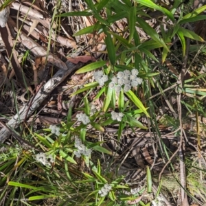 Ozothamnus stirlingii at Cotter River, ACT - 27 Jan 2022 11:18 AM