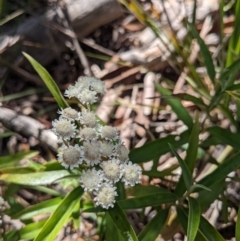 Ozothamnus stirlingii at Cotter River, ACT - 27 Jan 2022