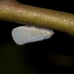 Anzora unicolor (Grey Planthopper) at Hawker, ACT - 26 Jan 2022 by AlisonMilton