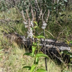 Veronica derwentiana (Derwent Speedwell) at Tennent, ACT - 27 Jan 2022 by WalterEgo