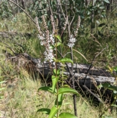 Veronica derwentiana (Derwent Speedwell) at Namadgi National Park - 26 Jan 2022 by WalterEgo