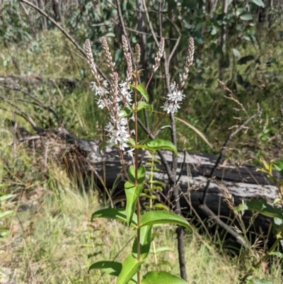 Veronica derwentiana (Derwent Speedwell) at Tennent, ACT - 27 Jan 2022 by WalterEgo