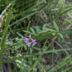 Glycine clandestina at Cotter River, ACT - 27 Jan 2022