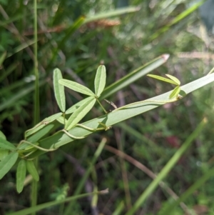 Glycine clandestina at Cotter River, ACT - 27 Jan 2022 10:21 AM