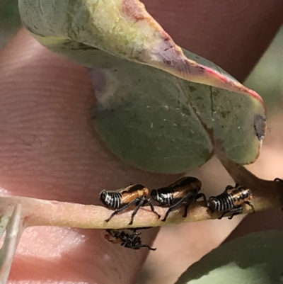 Eurymelinae (subfamily) (Unidentified eurymeline leafhopper) at Red Hill Nature Reserve - 21 Jan 2022 by Tapirlord