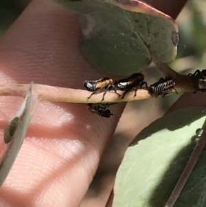 Eurymelinae (subfamily) at Garran, ACT - 21 Jan 2022 12:38 PM