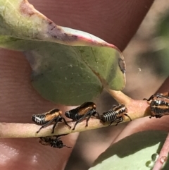 Eurymelinae (subfamily) at Garran, ACT - 21 Jan 2022 12:38 PM