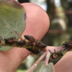 Eurymelinae (subfamily) at Garran, ACT - 21 Jan 2022 12:38 PM