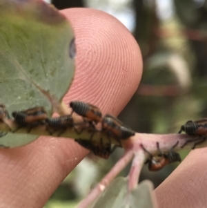 Eurymelinae (subfamily) at Garran, ACT - 21 Jan 2022 12:38 PM