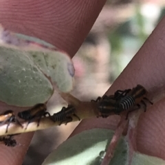 Eurymelinae (subfamily) at Garran, ACT - 21 Jan 2022