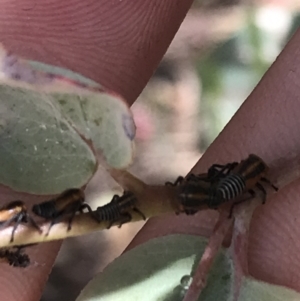 Eurymelinae (subfamily) at Garran, ACT - 21 Jan 2022 12:38 PM