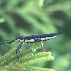 Rhinotia sp. (genus) at Garran, ACT - 21 Jan 2022