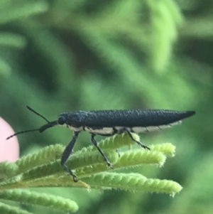 Rhinotia sp. (genus) at Garran, ACT - 21 Jan 2022