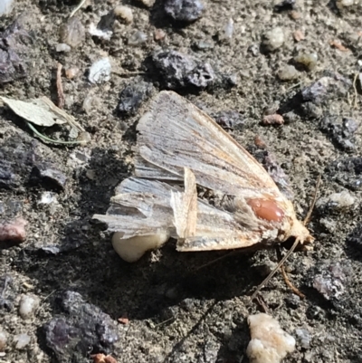 Noctuidae (family) (A cutworm or owlet moth) at Garran, ACT - 28 Jan 2022 by Tapirlord