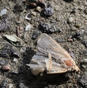 Noctuidae (family) at Garran, ACT - 28 Jan 2022