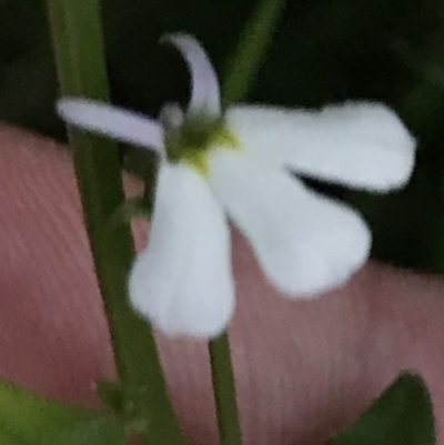 Lobelia purpurascens (White Root) at Broulee Island Nature Reserve - 25 Jan 2022 by Tapirlord