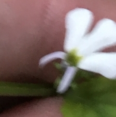 Lobelia purpurascens at Broulee, NSW - 25 Jan 2022