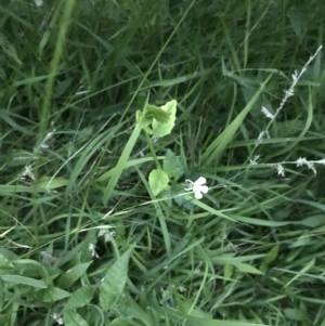 Lobelia purpurascens at Broulee, NSW - 25 Jan 2022