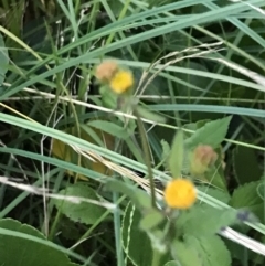 Bidens pilosa (Cobbler's Pegs, Farmer's Friend) at Broulee Moruya Nature Observation Area - 25 Jan 2022 by Tapirlord