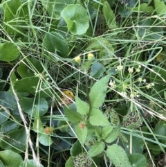 Bidens pilosa at Broulee, NSW - 25 Jan 2022