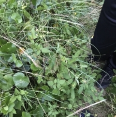 Bidens pilosa at Broulee, NSW - 25 Jan 2022