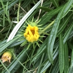 Gazania rigens (Treasure Flower) at Broulee Moruya Nature Observation Area - 25 Jan 2022 by Tapirlord