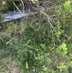 Gazania rigens at Broulee, NSW - 25 Jan 2022 07:55 PM