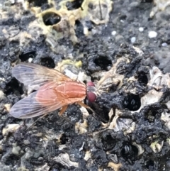 Unidentified True fly (Diptera) at Batemans Marine Park - 24 Jan 2022 by Tapirlord