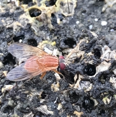 Unidentified True fly (Diptera) at Broulee, NSW - 24 Jan 2022 by Tapirlord