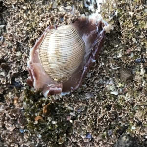 Hydatina physis at Broulee, NSW - 24 Jan 2022