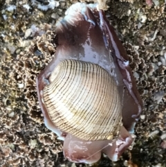 Hydatina physis at Broulee, NSW - 24 Jan 2022