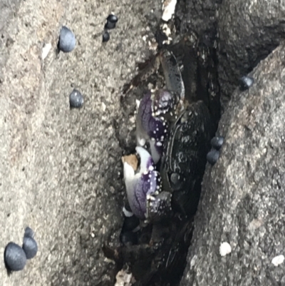Leptograpsus variegatus (Purple Rock Crab) at Broulee Moruya Nature Observation Area - 24 Jan 2022 by Tapirlord