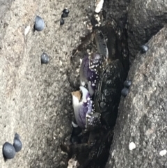 Leptograpsus variegatus (Purple Rock Crab) at Batemans Marine Park - 24 Jan 2022 by Tapirlord