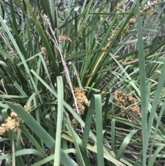 Lomandra longifolia (Spiny-headed Mat-rush, Honey Reed) at Broulee, NSW - 24 Jan 2022 by Tapirlord