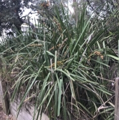 Lomandra longifolia at Broulee, NSW - 24 Jan 2022 07:19 PM