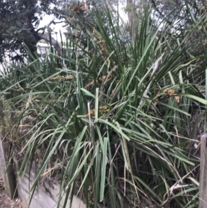 Lomandra longifolia at Broulee, NSW - 24 Jan 2022