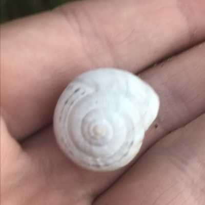 Unidentified Snail or Slug (Gastropoda) at Broulee Moruya Nature Observation Area - 23 Jan 2022 by Tapirlord