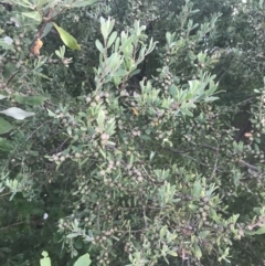 Leptospermum laevigatum (Coast Teatree) at Broulee, NSW - 23 Jan 2022 by Tapirlord