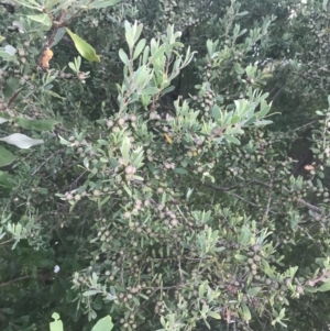 Leptospermum laevigatum at Broulee, NSW - 23 Jan 2022 08:03 PM