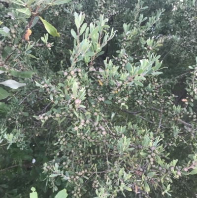 Leptospermum laevigatum (Coast Teatree) at Batemans Marine Park - 23 Jan 2022 by Tapirlord