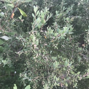 Leptospermum laevigatum at Broulee, NSW - 23 Jan 2022