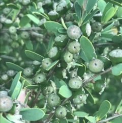 Leptospermum laevigatum at Broulee, NSW - 23 Jan 2022 08:03 PM