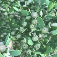 Leptospermum laevigatum at Broulee, NSW - 23 Jan 2022