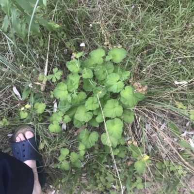 Pelargonium australe (Austral Stork's-bill) at Broulee, NSW - 23 Jan 2022 by Tapirlord