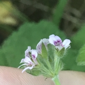 Pelargonium australe at Broulee, NSW - 23 Jan 2022 08:02 PM