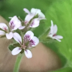 Pelargonium australe at Broulee, NSW - 23 Jan 2022 08:02 PM