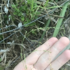 Ehrharta erecta (Panic Veldtgrass) at Broulee, NSW - 23 Jan 2022 by Tapirlord