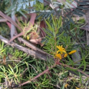 Persoonia chamaepeuce at Paddys River, ACT - 27 Jan 2022 10:08 AM